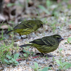 Crithagra scotops umbrosa