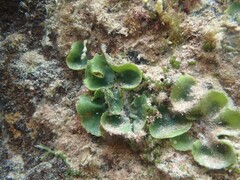 Dictyosphaeria sericea