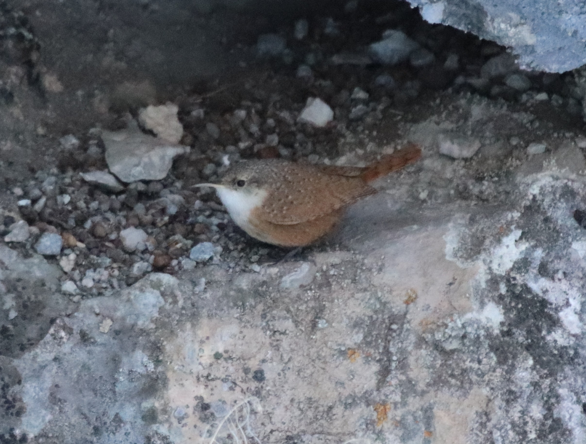 Canyon Wren (Catherpes mexicanus)