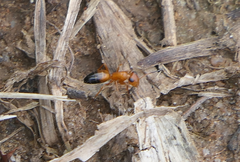 Opisthopsis