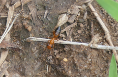 Opisthopsis