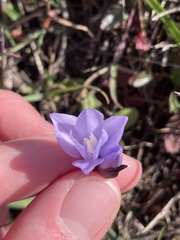 Dipterostemon capitatus