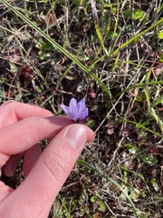 Dipterostemon capitatus