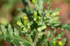 Senecio vulgaris
