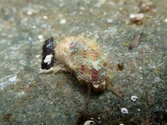 Stomatella impertusa