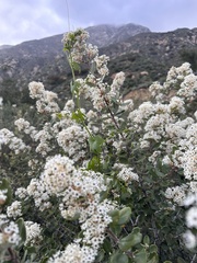 Ceanothus crassifolius