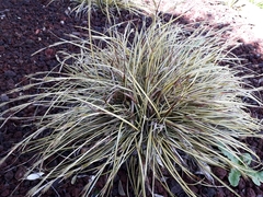 Carex morrowii
