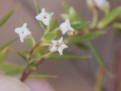 Styphelia pendula