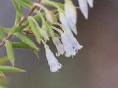 Styphelia pendula