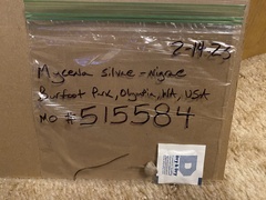 Mycena silvae-nigrae