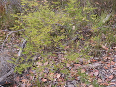 Styphelia pendula