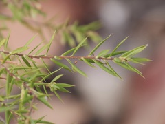 Styphelia pendula