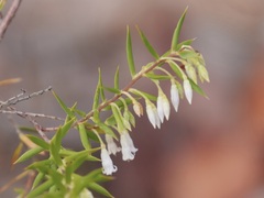 Styphelia pendula