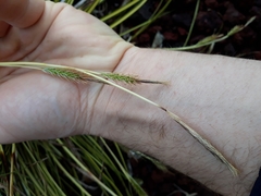 Carex morrowii