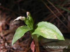 Cheirostylis octodactyla