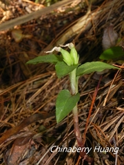 Cheirostylis octodactyla