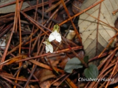Odontochilus yakushimensis