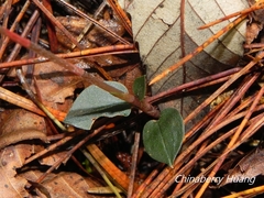 Odontochilus yakushimensis