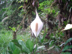 Spathiphyllum wallisii