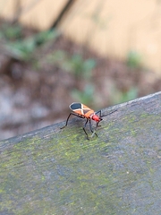 Dysdercus decussatus