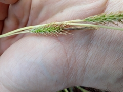 Carex morrowii