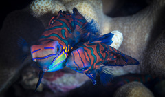 Synchiropus splendidus