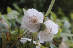 Eucryphia lucida