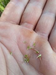 Carex morrowii