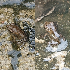 Duttaphrynus melanostictus