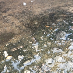 Duttaphrynus melanostictus