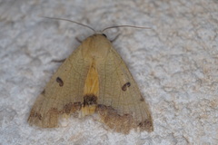 Ophiusa tirhaca