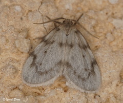Paidia moabitica