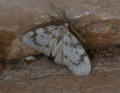 Paidia moabitica