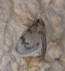 Paidia moabitica
