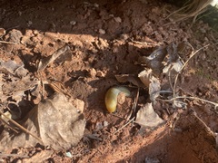 Arion intermedius