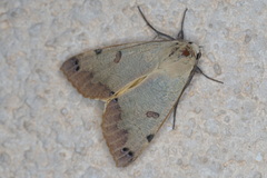 Ophiusa tirhaca