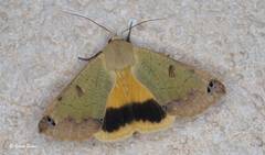 Ophiusa tirhaca
