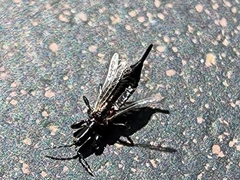 Thysanoptera