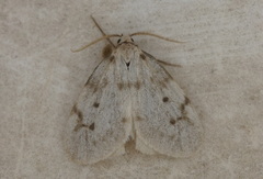 Paidia moabitica