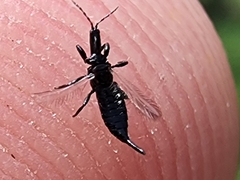 Thysanoptera
