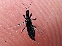 Thysanoptera