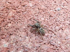 Habronattus