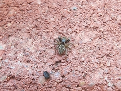 Habronattus