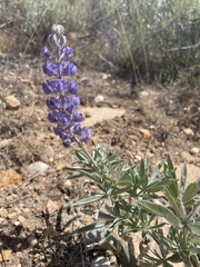 Lupinus argenteus