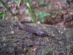 Lepidophyma flavimaculatum