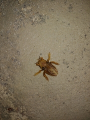 Xylocopa griswoldi