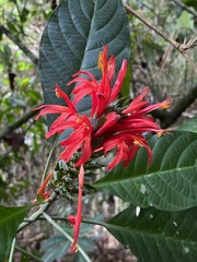 Pachystachys spicata