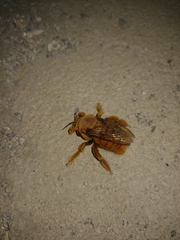 Xylocopa griswoldi