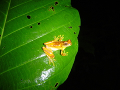 Dendropsophus ebraccatus