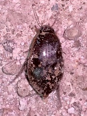 Thermonectus basillaris basillaris